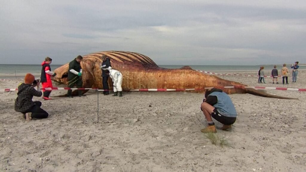 Video. Denmark probes death of humpback whale that captivated Germany