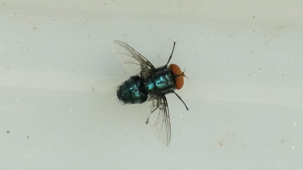 Flesh-eating fly detected in US cattle, decades after being eradicated