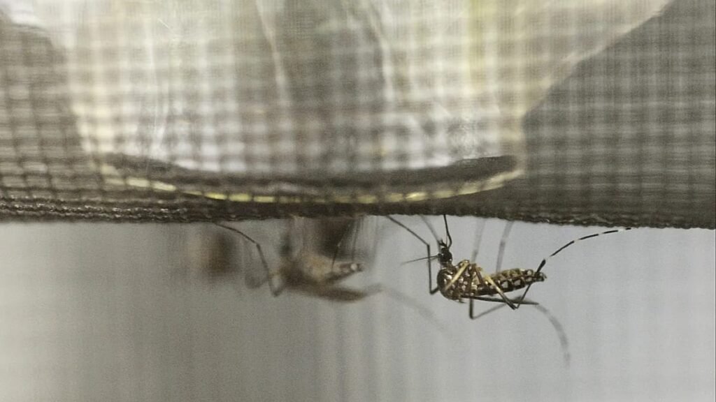 France is releasing millions of sterile insects to fight tiger mosquitoes