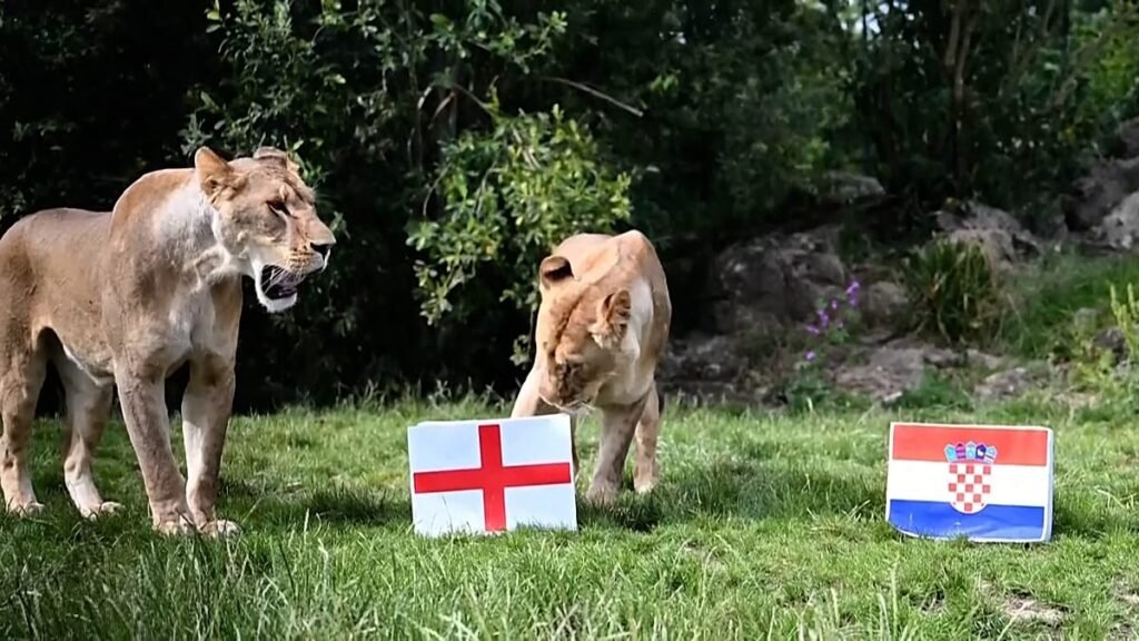 Video. UK lions predict England’s World Cup fate