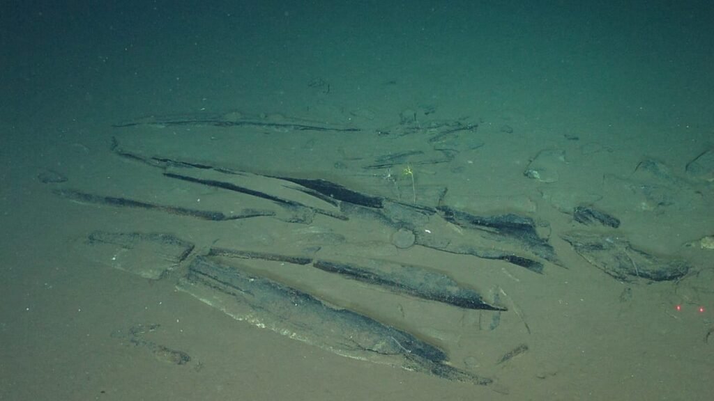 Scientists discover where whales go to die