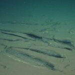 Scientists discover where whales go to die
