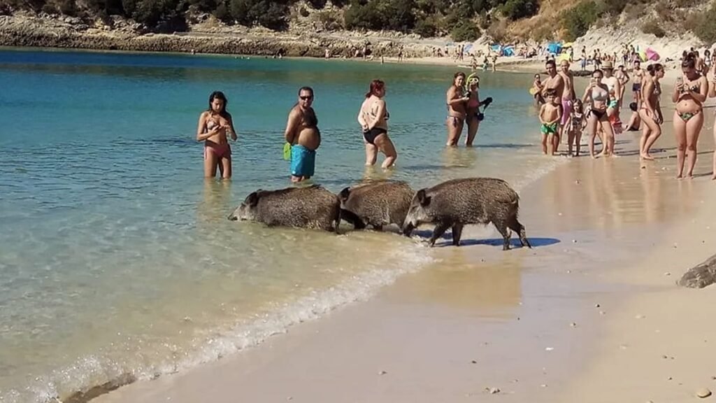 Wild boar stealing food from bathers again on Portuguese beaches
