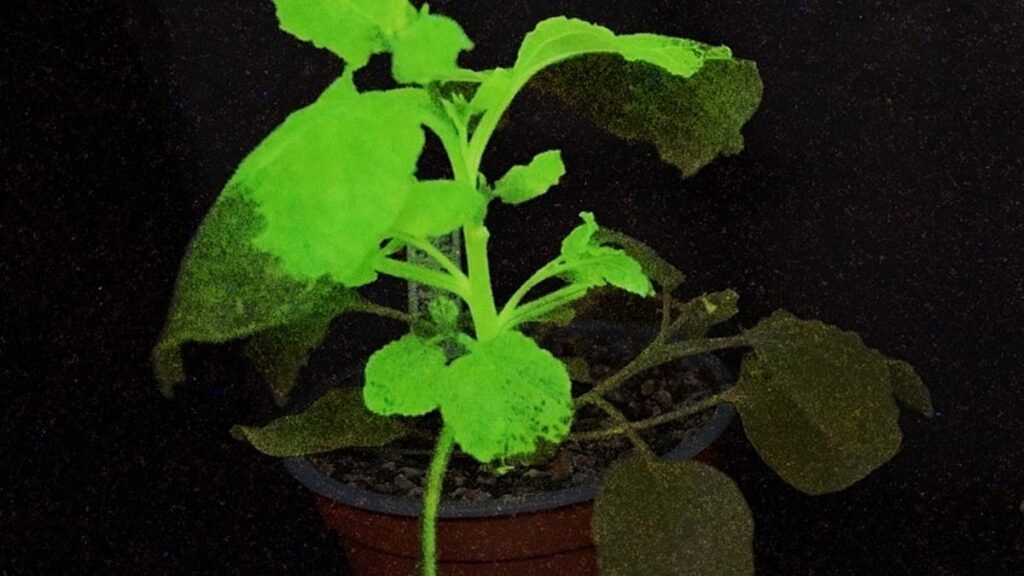 Glowing plants alert to pests and diseases in crops