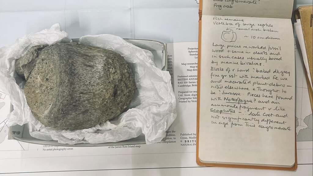 Forgotten fossil turns out to be Antarctica’s first dinosaur