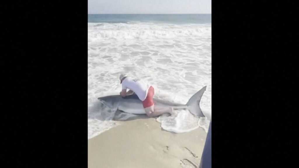Video. Fisherman wrestles great white shark to free it from hook