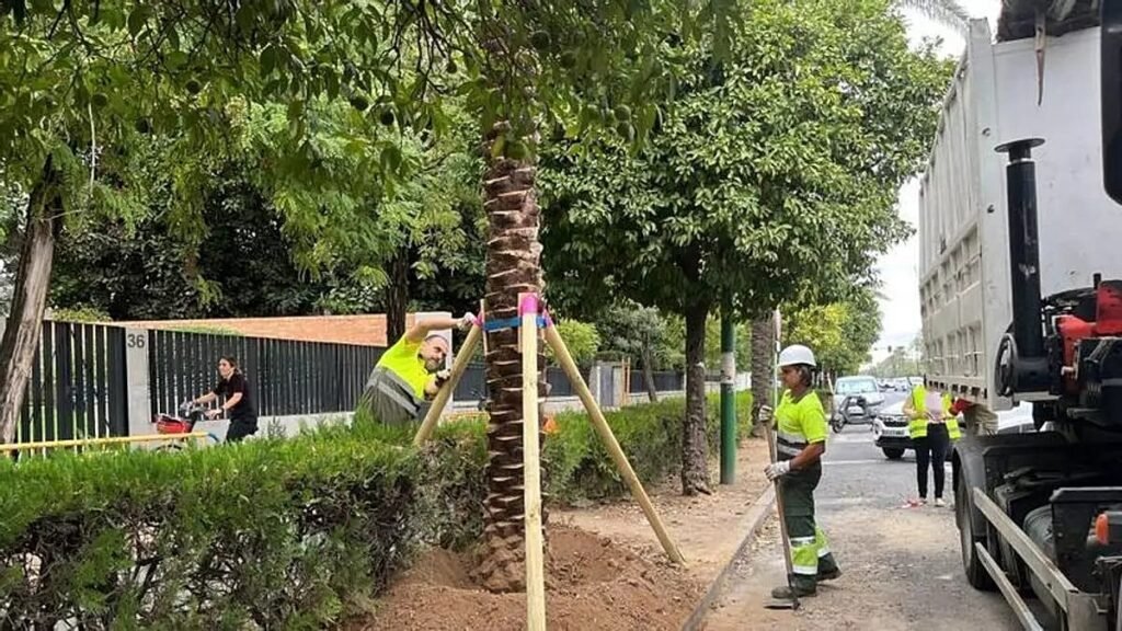Chips to track palm trees in case of theft