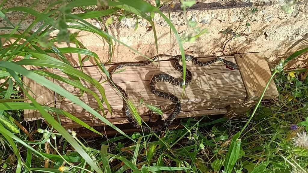 A snake invasion is threatening Ibiza and Mallorca
