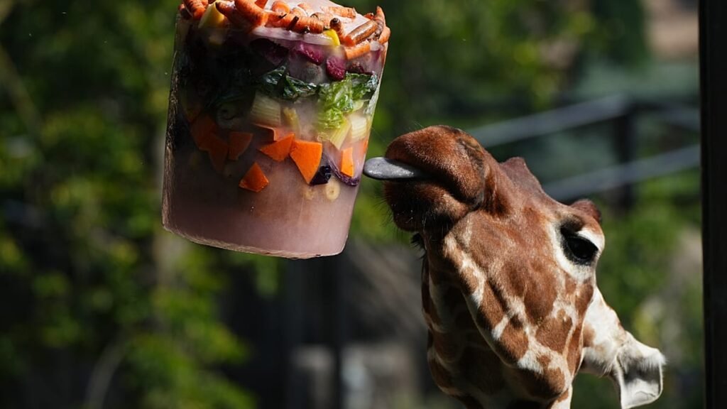 Video. Frozen feasts and cool pools help Rome zoo animals survive heatwave