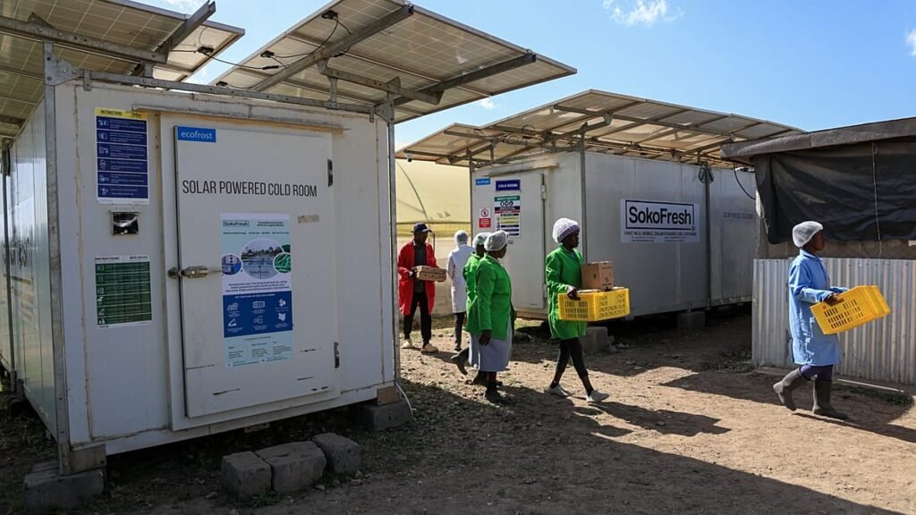 Farmers are earning 50% more thanks to solar-powered fridges