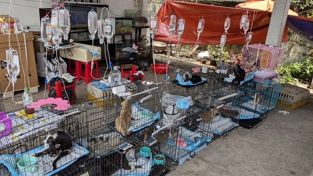 Hundreds of cats rescued from being eaten in Vietnam