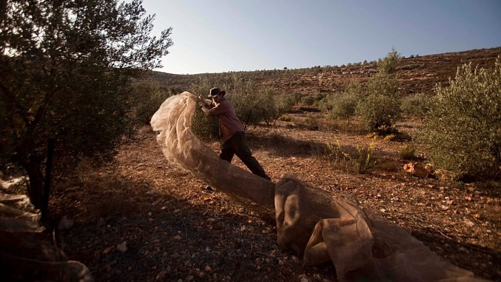 Can EU countries restrict or ban Israeli settlement imports?