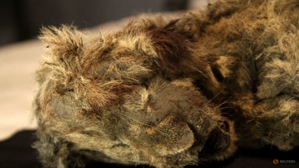 Genome study shows what made the extinct Ice Age cave lion unique