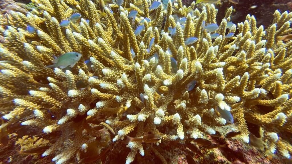 Scientists identify 166,000 sq km of coral reef capable of surviving climate crisis