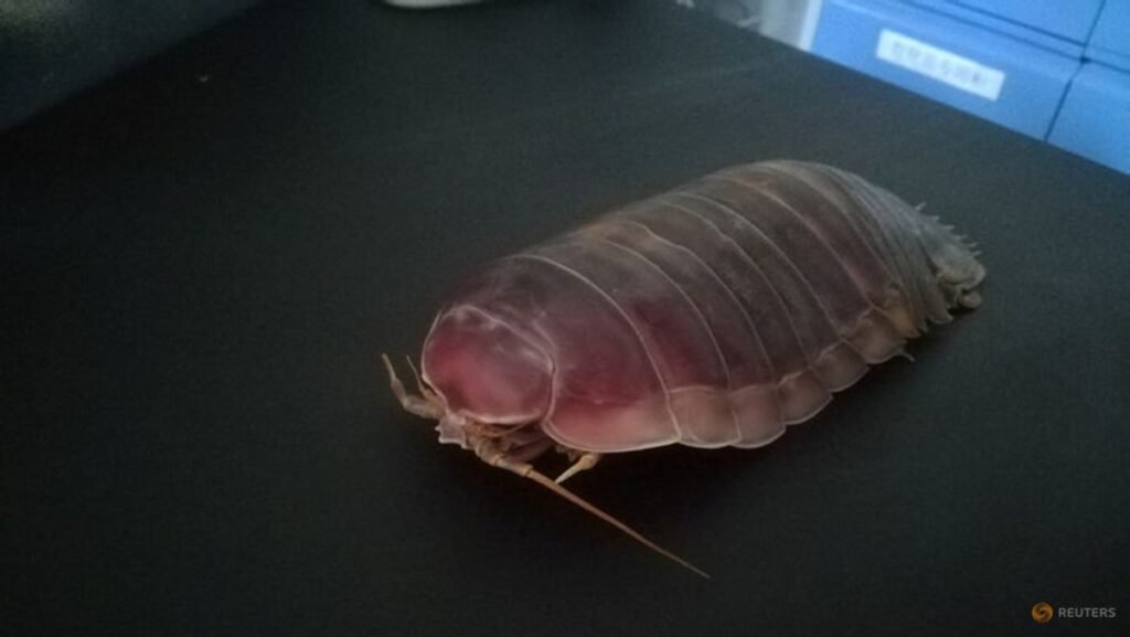 Deep-sea denizens go years without food with clever biological fix