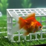 Goldfish Swimbappe’s World Cup predictions make a splash in Toronto