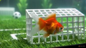 Goldfish Swimbappe’s World Cup predictions make a splash in Toronto