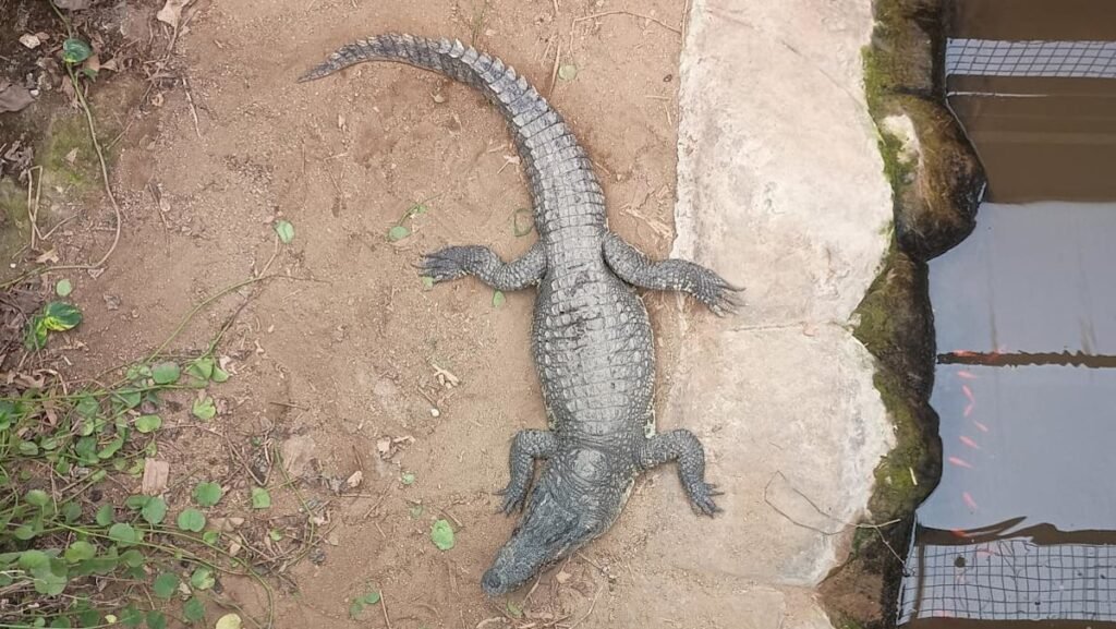 Man freed on bail after toddler found in UK zoo’s crocodile pen