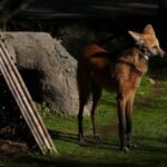 Argentina to return two rare maned wolves to the wild