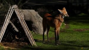 Argentina to return two rare maned wolves to the wild
