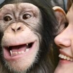 Humans and great apes show similar rhythmic pattern in laughter