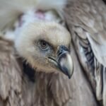 How adoption is helping Serbia’s griffon vultures thrive