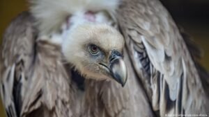How adoption is helping Serbia’s griffon vultures thrive