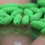 Screwworm comeback puts US beef industry on alert