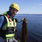 Is this slimy, brown algae off Norway’s coast future food?