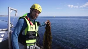 Is this slimy, brown algae off Norway’s coast future food?