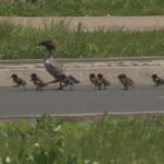 In Poland, diving ducks stop traffic across Warsaw