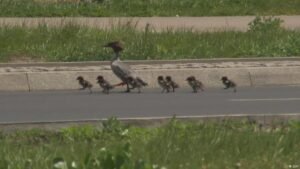 In Poland, diving ducks stop traffic across Warsaw