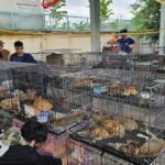 Vietnam police rescue hundreds of cats from being eaten with bust of major animal theft ring