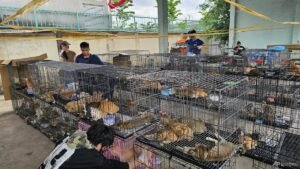 Vietnam police rescue hundreds of cats from being eaten with bust of major animal theft ring