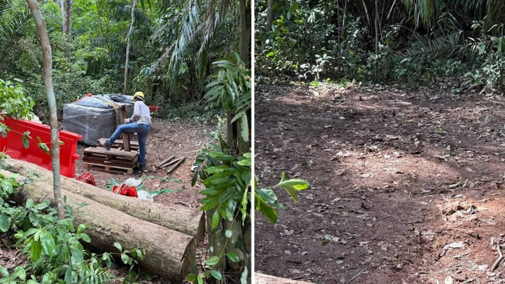 NParks investigating unauthorised clearance of trees at nature reserve planted under greening initiative