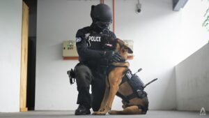 Singapore police trialling mounted cameras on K-9 unit dogs