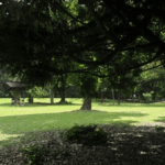 Singapore launches first national pruning guidelines to improve tree care and safety