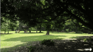 Singapore launches first national pruning guidelines to improve tree care and safety