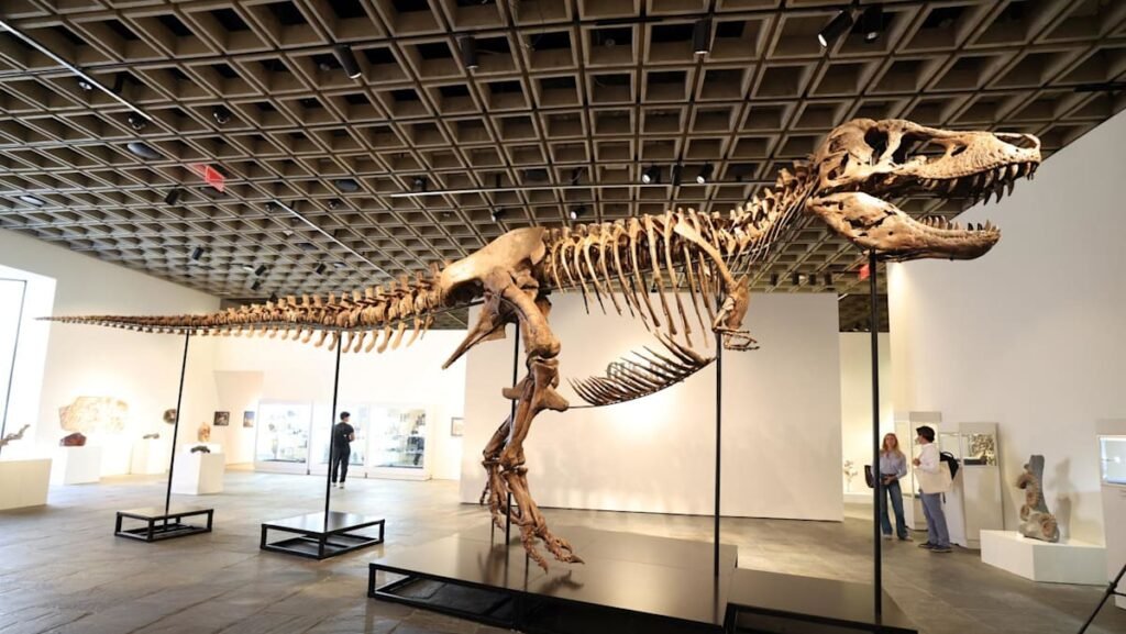 Commentary: What science loses when T rex becomes a trophy