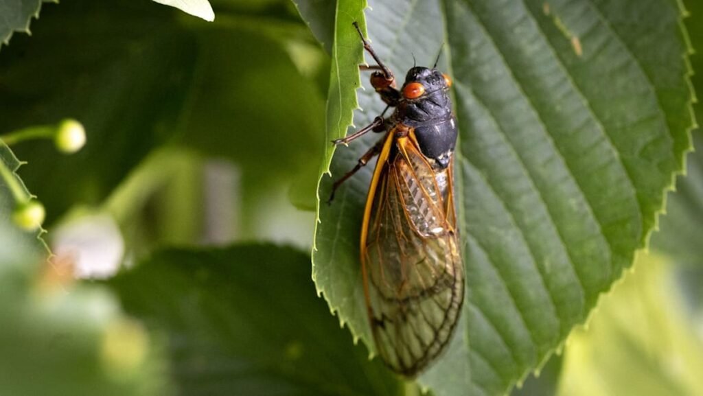 Tampines Changkat pilot to tackle cicada emergence reduces noise, disturbances for residents