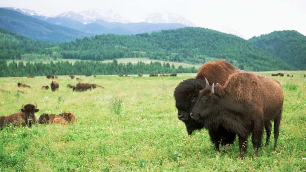 A tax break for preserving land has drawn IRS scrutiny. Here’s when it still makes sense