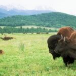 A tax break for preserving land has drawn IRS scrutiny. Here’s when it still makes sense