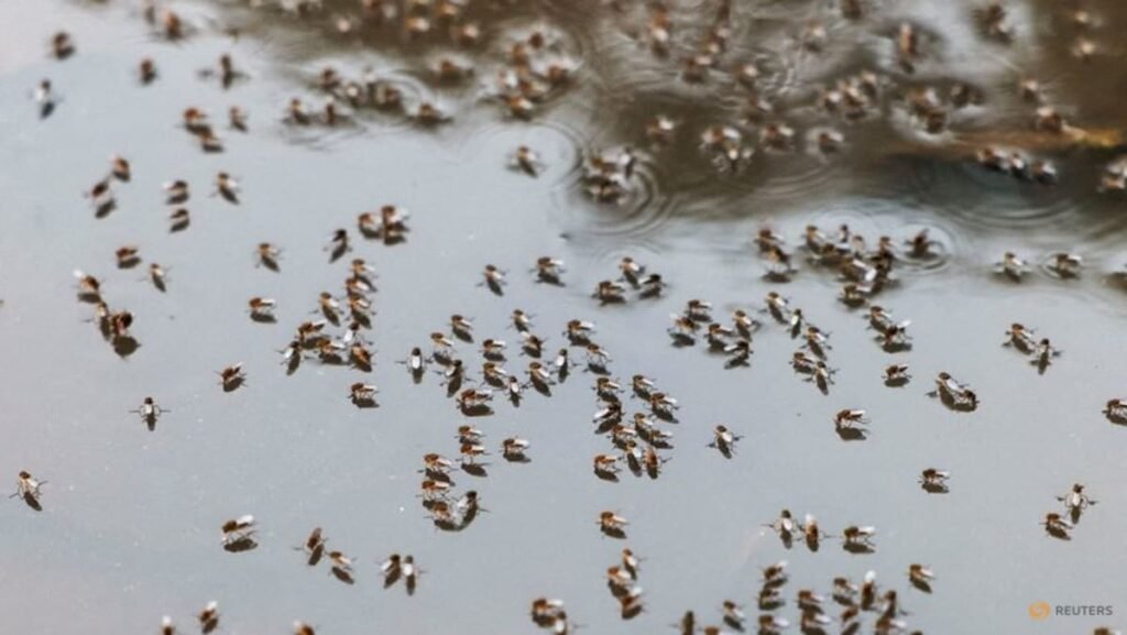 Bangladesh warns of dengue surge as weather aids spread