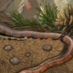 Dinosaur-era fossil provides insight into snake evolution