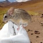 Andean leaf-eared mouse adapts to an unrivalled high life
