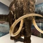 Study shows prehistoric people targeted female mammoths