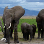Amboseli elephant deaths: Kenya Wildlife Service suspects pesticide-sprayed tomatoes to be the cause