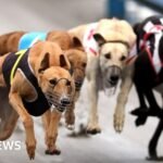 Greyhounds bound for Australia as New Zealand racing ban takes effect