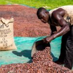 How the cocoa price crash is crushing West African farmers