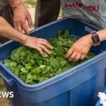 ‘Explosive diarrhoea’ ripples through small midwestern community